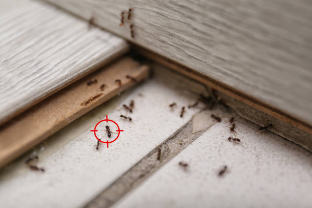 Best Emergency Pest Control  in Wellton, AZ