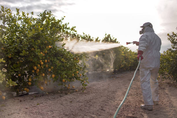 Best Spider Control Near Me  in Wellton, AZ