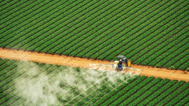 Reliable Wellton, AZ Pest Control Solutions