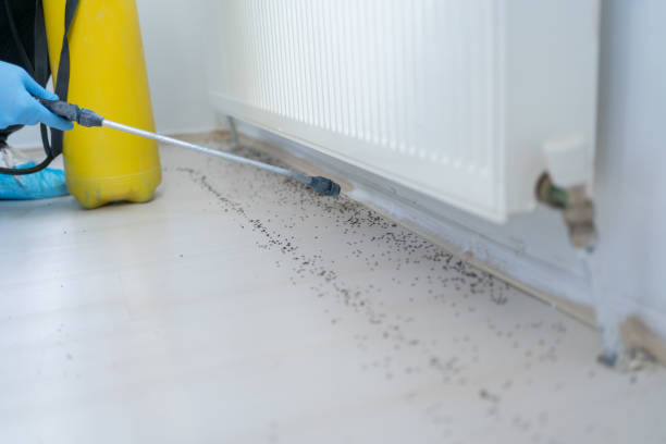 Best Bed Bug Extermination  in Wellton, AZ